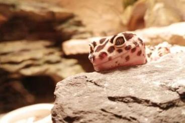 Geckos kaufen und verkaufen Foto: Leopardgecko Weibchen Mack Snow Zorro Bandit Bold Stripe