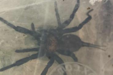 Spiders and Scorpions kaufen und verkaufen Photo: Hobbyverkleinerung. Diverse Tiere abzugeben.