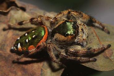 Spinnen und Skorpione kaufen und verkaufen Foto: Suche Paraphidippus-Arten! Seltene Phidippus-Arten