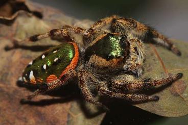 Spiders and Scorpions kaufen und verkaufen Photo: Suche Paraphidippus-Arten! Seltene Phidippus-Arten