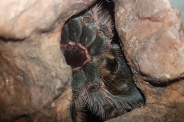 - bird spiders kaufen und verkaufen Photo: "Expertenmeinung" zur spinne