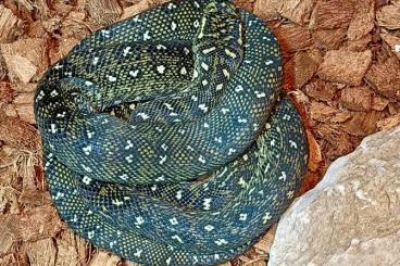 Snakes kaufen und verkaufen Photo: For sale Morelia Spilota Spilota 2024 1.1 Snakes kaufen und verkaufen Photo: For sale Morelia Spilota Spilota 2024 1.1
