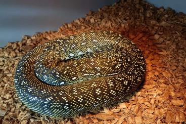Schlangen kaufen und verkaufen Foto: Available purebred Morelia spilota spilota Gosford male NC 2022 Schlangen kaufen und verkaufen Foto: Available purebred Morelia spilota spilota Gosford male NC 2022