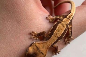 Geckos kaufen und verkaufen Foto: Crested gecko LW youngs, kronegekkoer