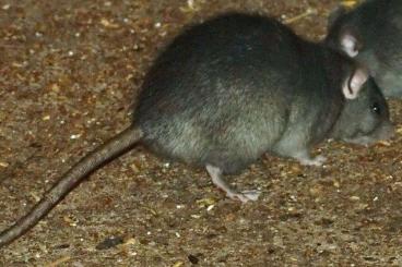 Futtertiere kaufen und verkaufen Foto: Suche Futterratten aus Deutschland Futtertiere kaufen und verkaufen Foto: Suche Futterratten aus Deutschland