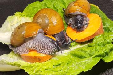 Mollusca kaufen und verkaufen Photo: Auch Schnecken wollen leben!!! 