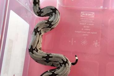 Boas kaufen und verkaufen Photo: Boa constrictor constrictor Guyana 0.0.8
