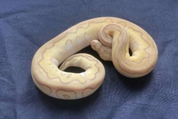 Pythons kaufen und verkaufen Foto: 0.1 Pastel butter leopard clown
