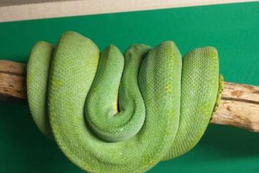 Schlangen kaufen und verkaufen Foto: Morelia viridis Jayapura - males