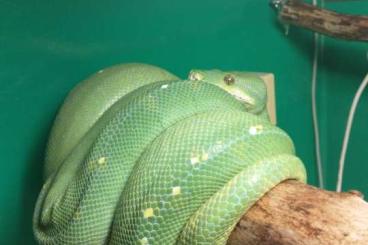 Schlangen kaufen und verkaufen Foto: Morelia viridis Jayapura 1,1