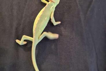 Chamäleons kaufen und verkaufen Foto: Jemenchamäleon ( Chamaeleo calyptratus) Chamäleons kaufen und verkaufen Foto: Jemenchamäleon ( Chamaeleo calyptratus)