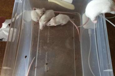 Feeder animals kaufen und verkaufen Photo: Farbmaus Familie abzugeben