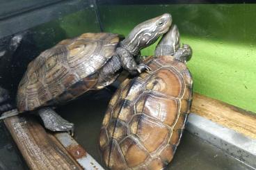 Schildkröten  kaufen und verkaufen Foto: 25€ Chinesische Dreikielschildkröten