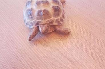 Landschildkröten kaufen und verkaufen Foto: Junge Steppenschildkröten 