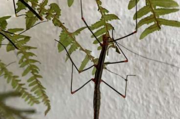 Insects kaufen und verkaufen Photo: Peru-Farnstabschrecken (Oreophoetes peruana) abzugeben