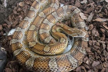 Snakes kaufen und verkaufen Photo: Kornnattermännchen aus dem Jahr 2018