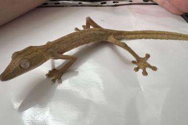 Geckos kaufen und verkaufen Foto: 1.0 Uroplatus Lineatus Ready for pairing Geckos kaufen und verkaufen Foto: 1.0 Uroplatus Lineatus Ready for pairing