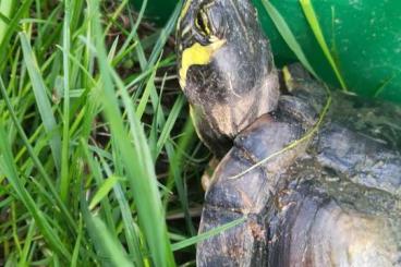 Schildkröten  kaufen und verkaufen Foto: Wasserschildkröte Schmuckschildkröte 