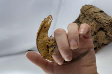 Lizards kaufen und verkaufen Photo: Biete Geckos und Rotaugenbuschkrokodile Lizards kaufen und verkaufen Photo: Biete Geckos und Rotaugenbuschkrokodile