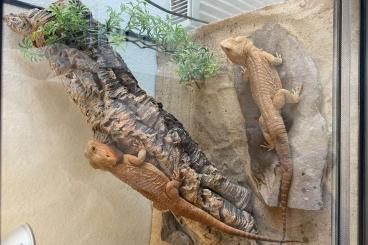 Bearded dragons kaufen und verkaufen Photo: Zwei Bartagamen zu verkaufen 