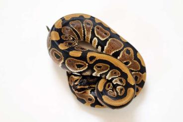 Ball Pythons kaufen und verkaufen Photo: 1.0 Königspython 100% het. Clown 66% het. Axanthic TSK NZ22