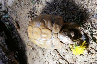 Landschildkröten kaufen und verkaufen Foto: 1,0 Testudo kleinmanni geboren 12/1996