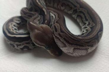 Ball Pythons kaufen und verkaufen Photo: Python regius albino pied, gargoyle het pied