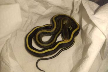 Schlangen kaufen und verkaufen Foto: Ortriophis taeniurus grabowskyi