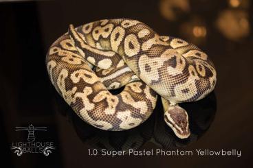 Ball Pythons kaufen und verkaufen Photo: Königspython - Python Regius Breeder und ENZ