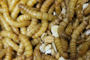 Futtertiere kaufen und verkaufen Foto: Mehlwürmer ständig frisch z.B. 100gr letzte Häutung
