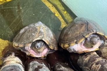 Turtles kaufen und verkaufen Photo: Wasserschildkröten Dach Moschusschildkröten Turtles kaufen und verkaufen Photo: Wasserschildkröten Dach Moschusschildkröten
