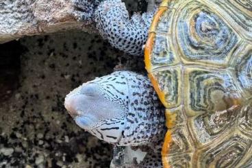 Turtles kaufen und verkaufen Photo: Wasserschildkröten Diamantschildkröten Turtles kaufen und verkaufen Photo: Wasserschildkröten Diamantschildkröten