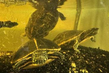 Turtles kaufen und verkaufen Photo: Chrysemys picta dorsalis... Turtles kaufen und verkaufen Photo: Chrysemys picta dorsalis...