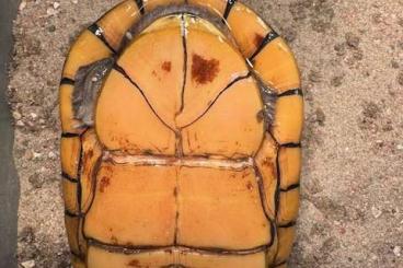 Turtles kaufen und verkaufen Photo: Wasserschildkröten Weissmaulklappschildkröte Turtles kaufen und verkaufen Photo: Wasserschildkröten Weissmaulklappschildkröte
