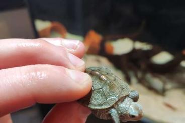 Sumpfschildkröten kaufen und verkaufen Foto: Malaclemys Terrapin Centrata
