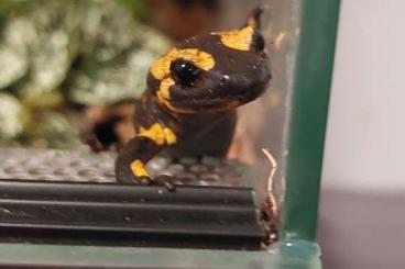 Salamander kaufen und verkaufen Foto: Feuersalamander Salamandra salamandra terrestris 