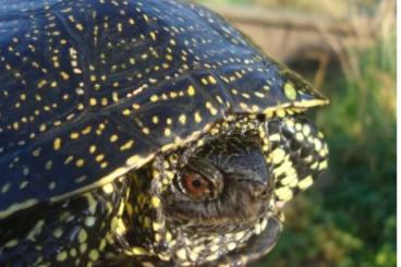 Sumpfschildkröten kaufen und verkaufen Foto: Emy orbicularis orbicularis