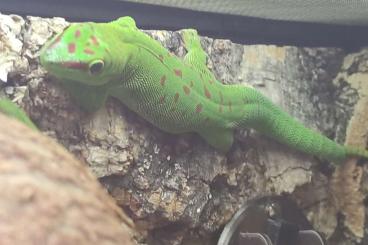 Geckos kaufen und verkaufen Foto: Phelsuma Grandis 0.0.4 Madagaskar Taggecko 