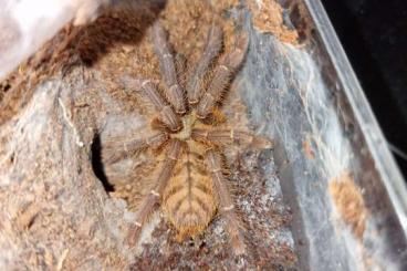 Spinnen und Skorpione kaufen und verkaufen Foto: Phormingochilus sp. Akcaya/Chromatopelma Cyaneopubescens