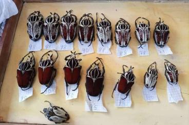 Insekten kaufen und verkaufen Foto: Live And Dead Beetles Sp. Insekten kaufen und verkaufen Foto: Live And Dead Beetles Sp.