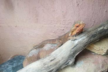 Bearded dragons kaufen und verkaufen Photo: 2 Bartagamen mit großem Terrarium 