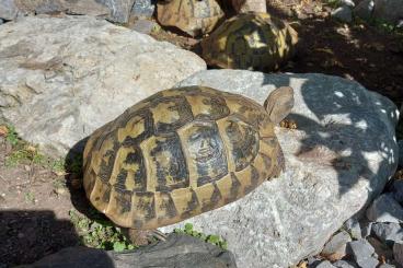 Landschildkröten kaufen und verkaufen Foto: Suche ab 3kg weibliche Testudo hermani Böttgeri Landschildkröten kaufen und verkaufen Foto: Suche ab 3kg weibliche Testudo hermani Böttgeri