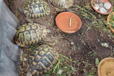 Landschildkröten kaufen und verkaufen Foto: Griechische Dalmatische Weibliche Landschildkröten Landschildkröten kaufen und verkaufen Foto: Griechische Dalmatische Weibliche Landschildkröten