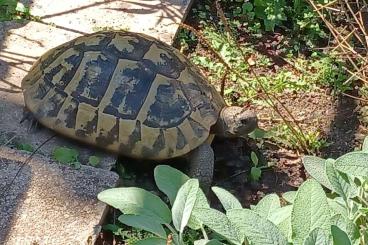 Tortoises kaufen und verkaufen Photo: Griechische T H BÖTTGERI ab 3kg gesucht Tortoises kaufen und verkaufen Photo: Griechische T H BÖTTGERI ab 3kg gesucht