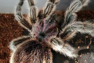 Spinnen und Skorpione kaufen und verkaufen Foto: Grammostola rosea NCF slings