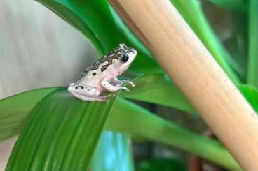 frogs kaufen und verkaufen Photo: Hyperolius marmoratus DNZ