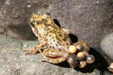 Frösche  kaufen und verkaufen Foto: SUCHE: Alytes muletensis in der Umgebung von Rostock