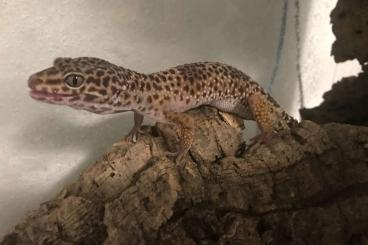 Geckos kaufen und verkaufen Foto: Eublepharis macularius ( Leopardgecko) Nominat Zuchtgruppe abzugeben