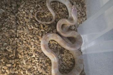 Colubrids kaufen und verkaufen Photo: Diverse Kornnattern (Pantherophis Guttatus) zu verkaufen Colubrids kaufen und verkaufen Photo: Diverse Kornnattern (Pantherophis Guttatus) zu verkaufen