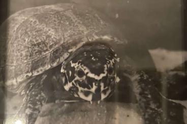Schildkröten  kaufen und verkaufen Foto: Kinosternum baurii Dreistreifenklappschildkröte 